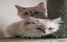 Siberian cats for sale: Blue Eyed Siberian Blue Point Kittens - Image 4