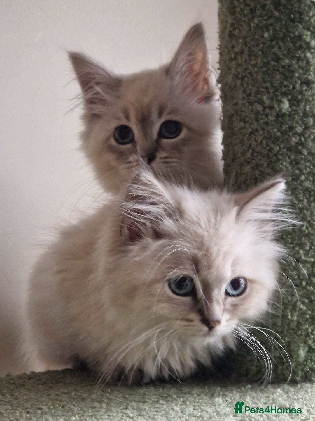 Siberian cats for sale: Blue Eyed Siberian Blue Point Kittens - Image 4