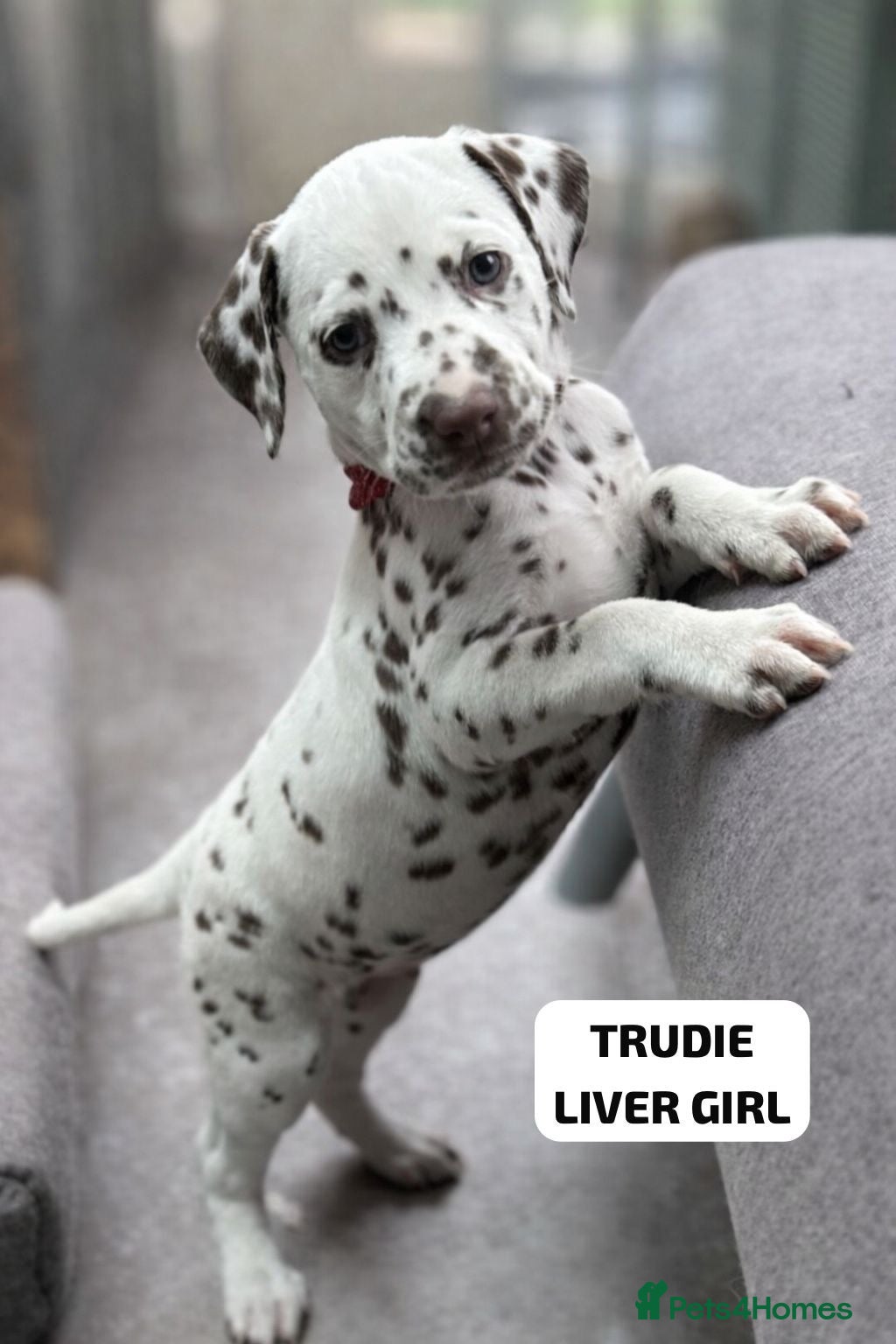 Dalmatian dogs KC Reg Dalmatian Puppies Black & Liver - Advert 4
