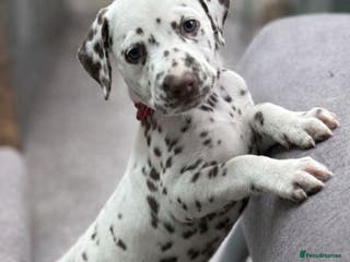 Dalmatian dogs KC Reg Dalmatian Puppies Black & Liver - Advert 4