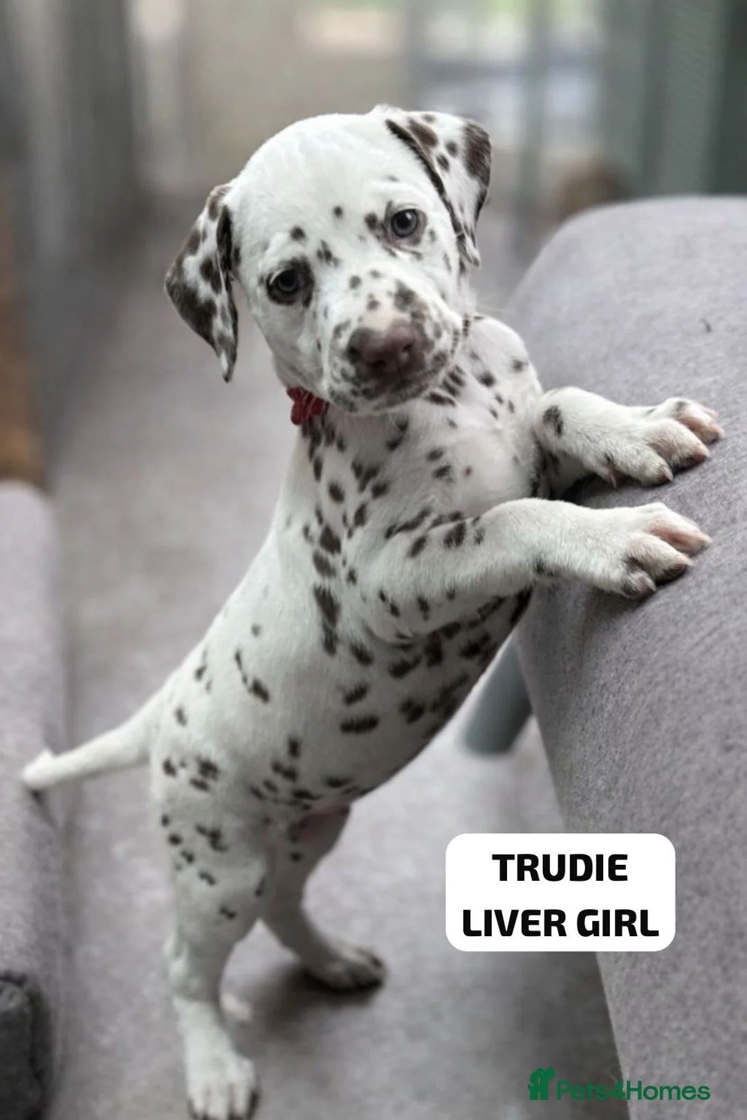 Dalmatian dogs for sale: KC Reg Dalmatian Puppies Black & Liver Ready Now - Advert 12