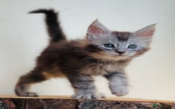 Maine Coon cats for sale: Beautiful pure bred Maine Coon kittens - Image 5