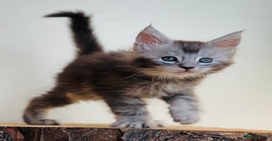 Maine Coon cats - Advert 9