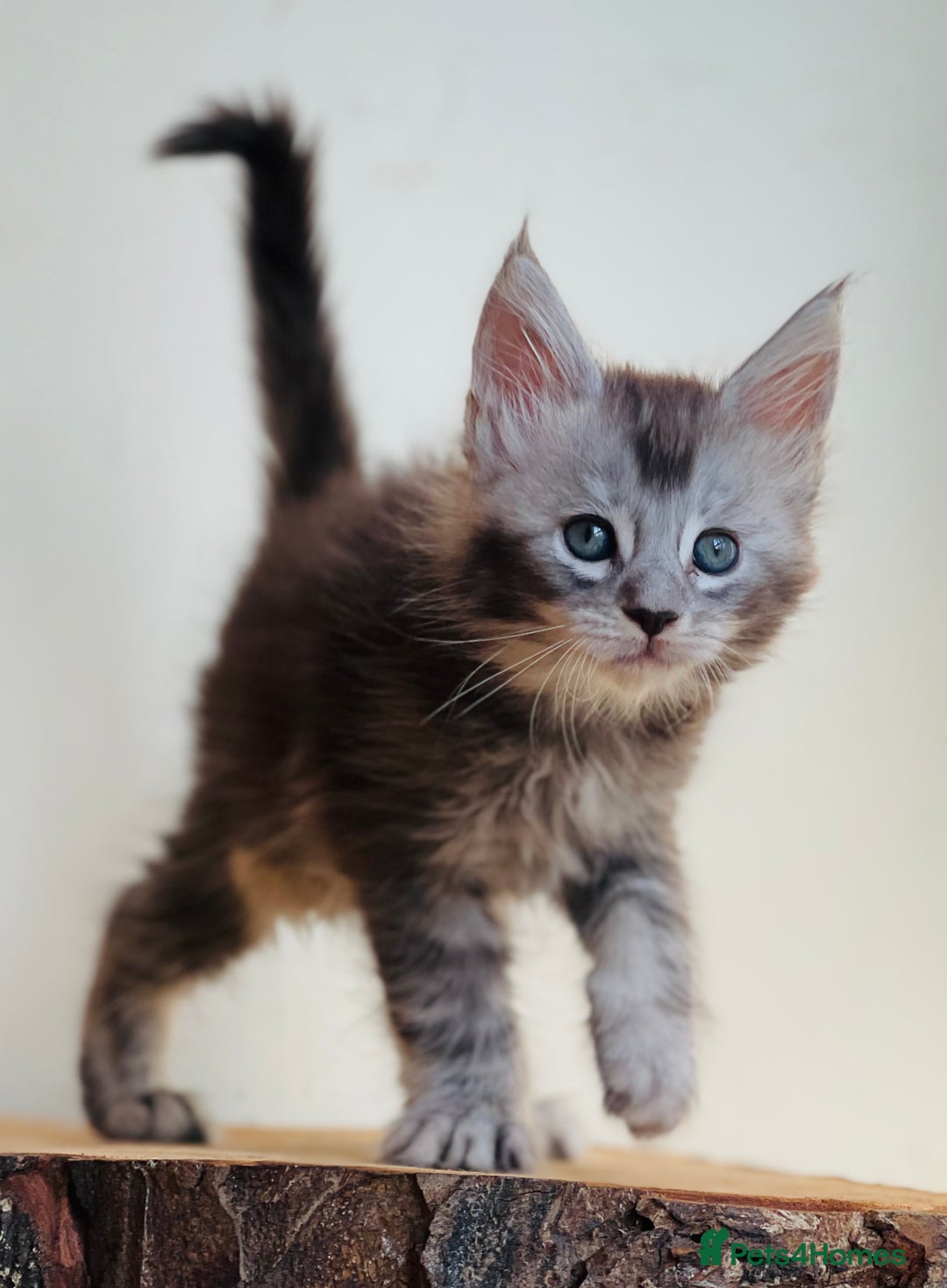 Maine Coon cats for sale: Beautiful pure bred Maine Coon kittens - Image 5
