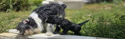 Mixed Breed dogs for sale: 3 beautiful girls  - Advert 8