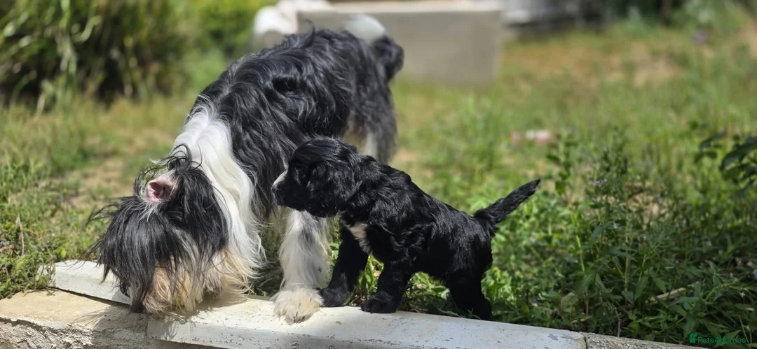 Mixed Breed dogs for sale: 3 beautiful girls  - Advert 8