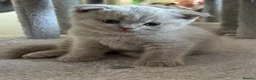 Scottish Fold cats for sale: Scottish fold and strait kittens - Advert 6