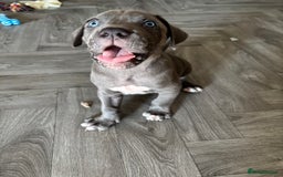 Cane Corso dogs for sale: Cane corso pups  - Image 11