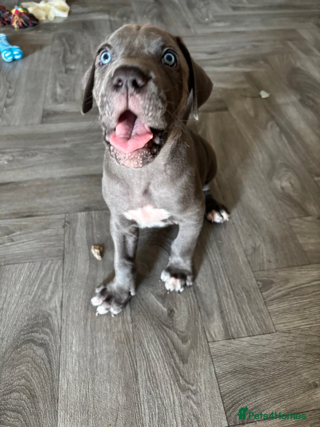 Cane Corso dogs for sale: Cane corso pups  - Image 11