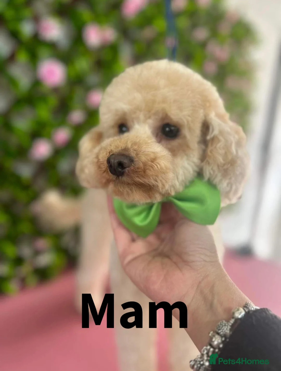 Toy Poodle dogs for sale: Gorgeous, healthy KC toy poodles  - Advert 2