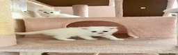 Siberian cats for sale: Four Fluffy kittens - Advert 6