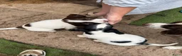 English Springer Spaniel dogs for sale: Engilish springer spaniel puppies  - Advert 23