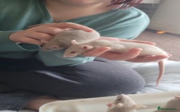 Rat rodents for sale: Male and female rats ❤️💙 - Image 5