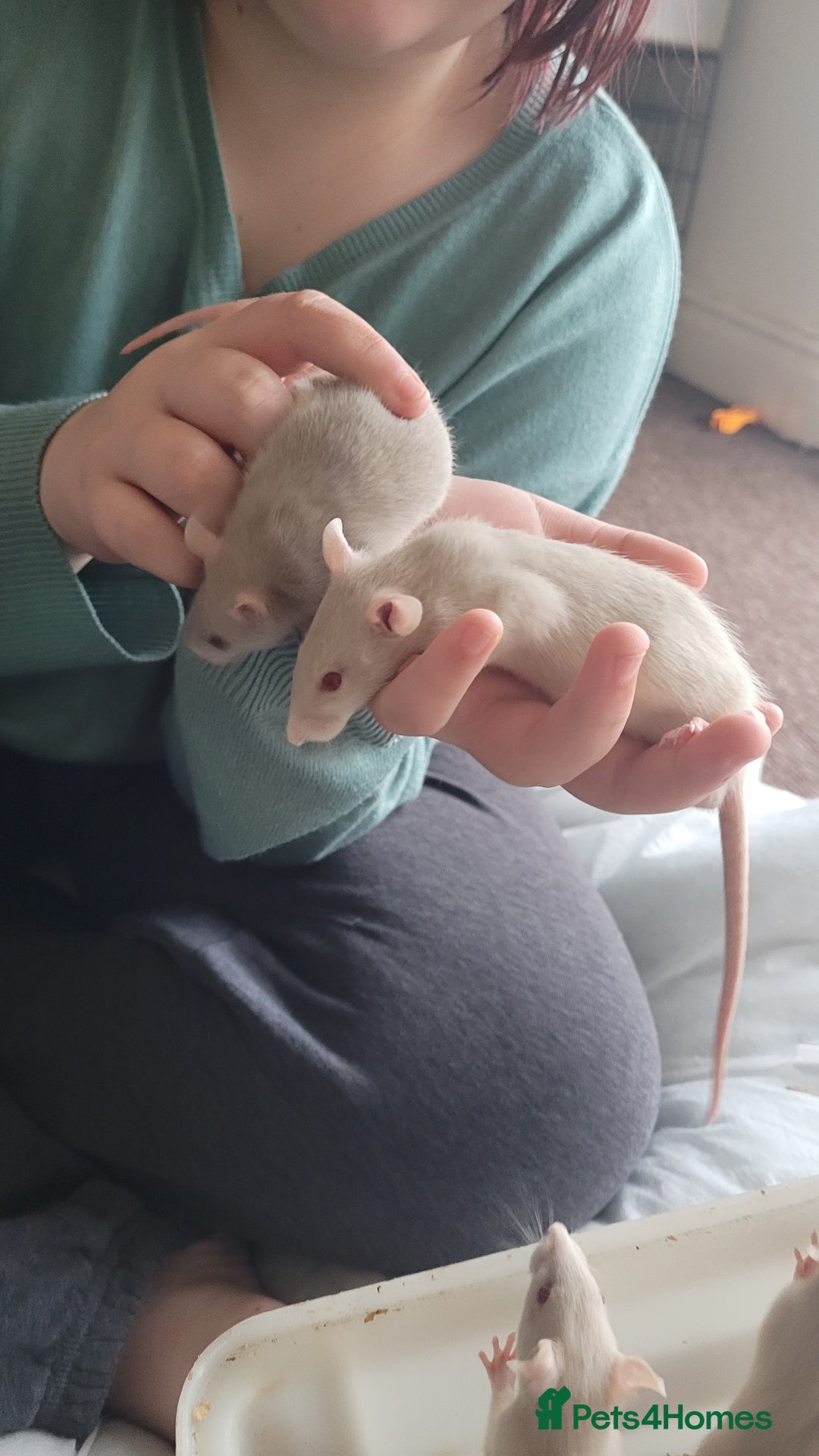 Rat rodents for sale: Male and female rats ❤️💙 - Image 5