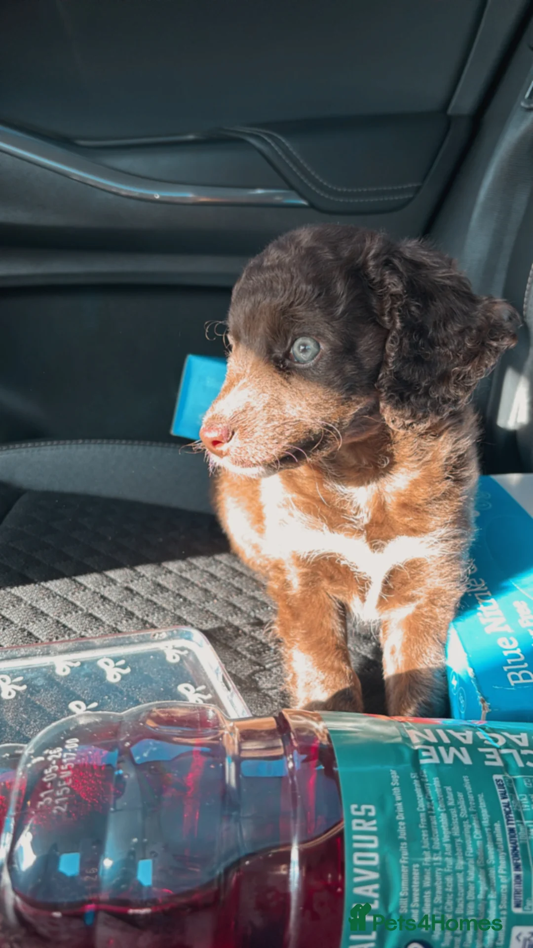 Cockapoo dogs for sale: Cockapoo bitch 9 month  in Newcastle upon Tyne - Advert 6