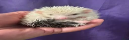 Pygmy Hedgehog rodents for sale: 9 week hoglets/ full masked/ reverse pinto READY   - Advert 14