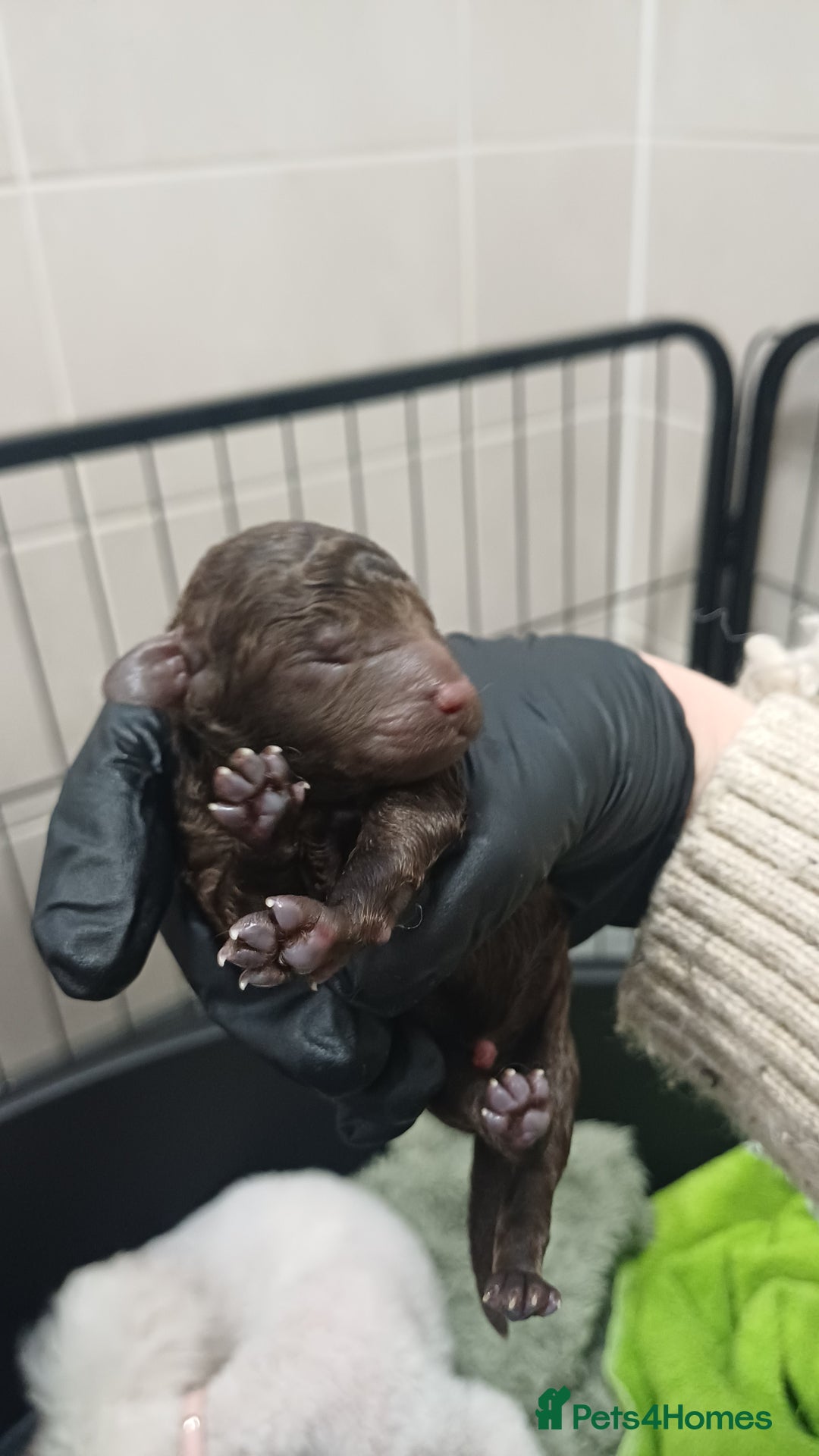 Toy Poodle dogs for sale: Female toy poodles chocolate & apricot  - Advert 5