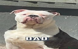 American Bulldog dogs for sale: American Bulldog Male - Image 9