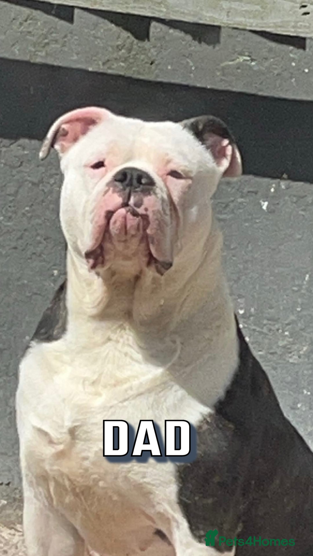 American Bulldog dogs for sale: American Bulldog Male - Image 9