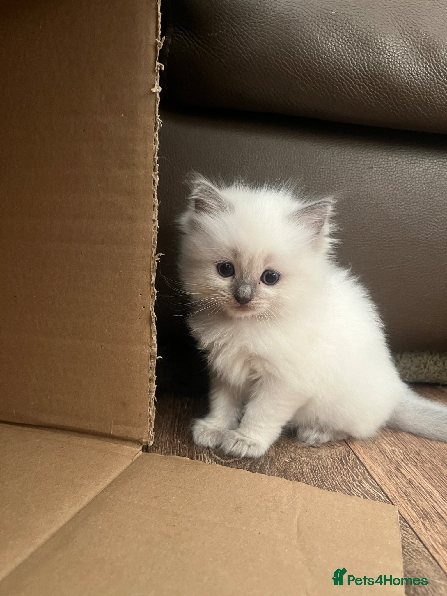 Ragdoll cats for sale: GCCF Registered Ragdoll Kittens  - Advert 6