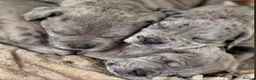 Neapolitan Mastiff dogs for sale: 🐾Neapolitan Mastiff Puppies- Ready Now!🐾 in Rayleigh - Advert 3