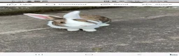 Mixed Breed rabbits for sale: Sale rehome 12 to 18month old bonded bunnies - Advert 11