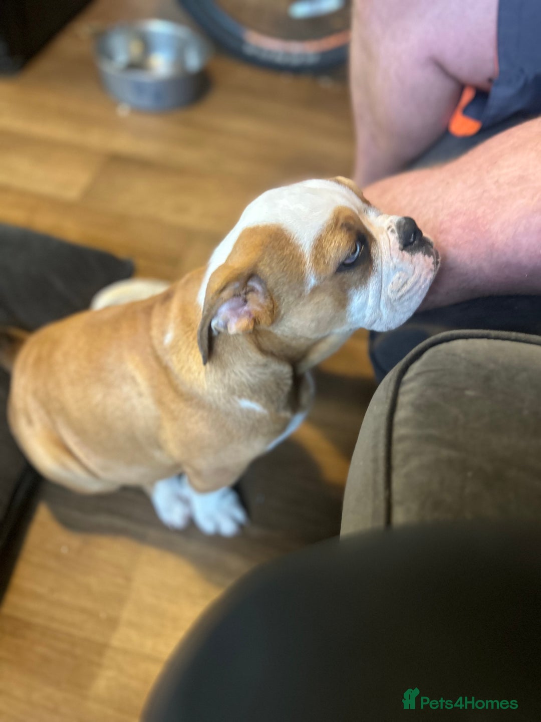 English Bulldog dogs for sale: English bulldog  - Image 5