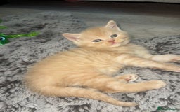 Mixed Breed cats for sale: Bsh x maincoon kittens - Advert 7