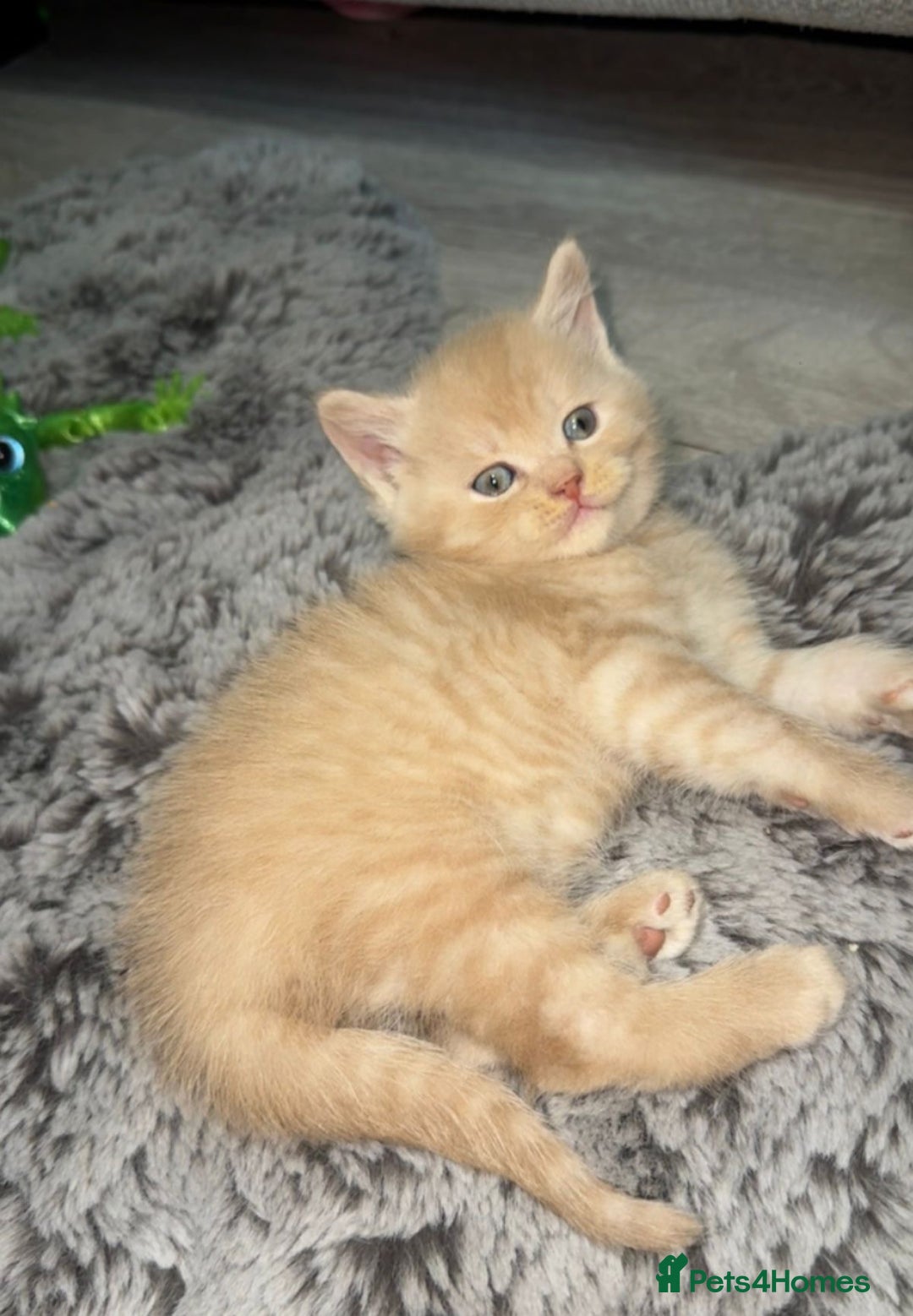 Mixed Breed cats for sale: Bsh x maincoon kittens - Advert 7