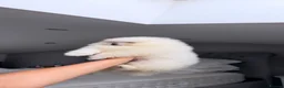 Pomeranian dogs for sale: SHOW QUALITY KOREAN WHITE POMERANIAN PUPPIES  - Advert 14