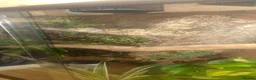 Snake reptiles for sale: Hog Island Boa in Knutsford - Advert 4