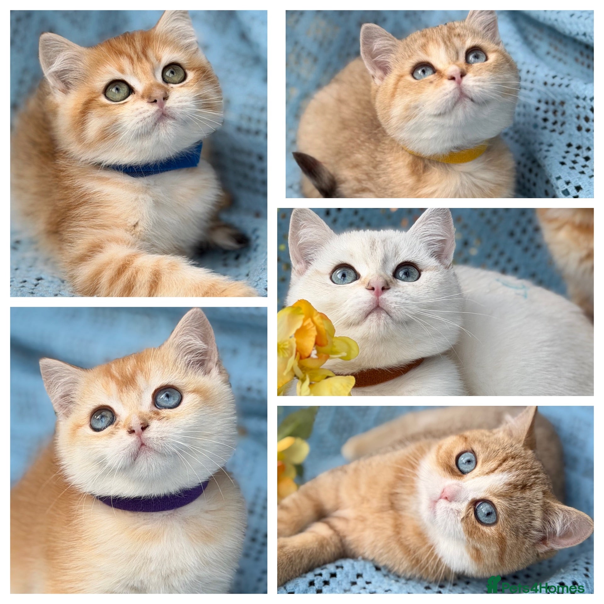 British Shorthair cats British Shorthair blue/odd eyed kittens  - Advert 6