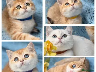 British Shorthair cats British Shorthair blue/odd eyed kittens - Advert 6