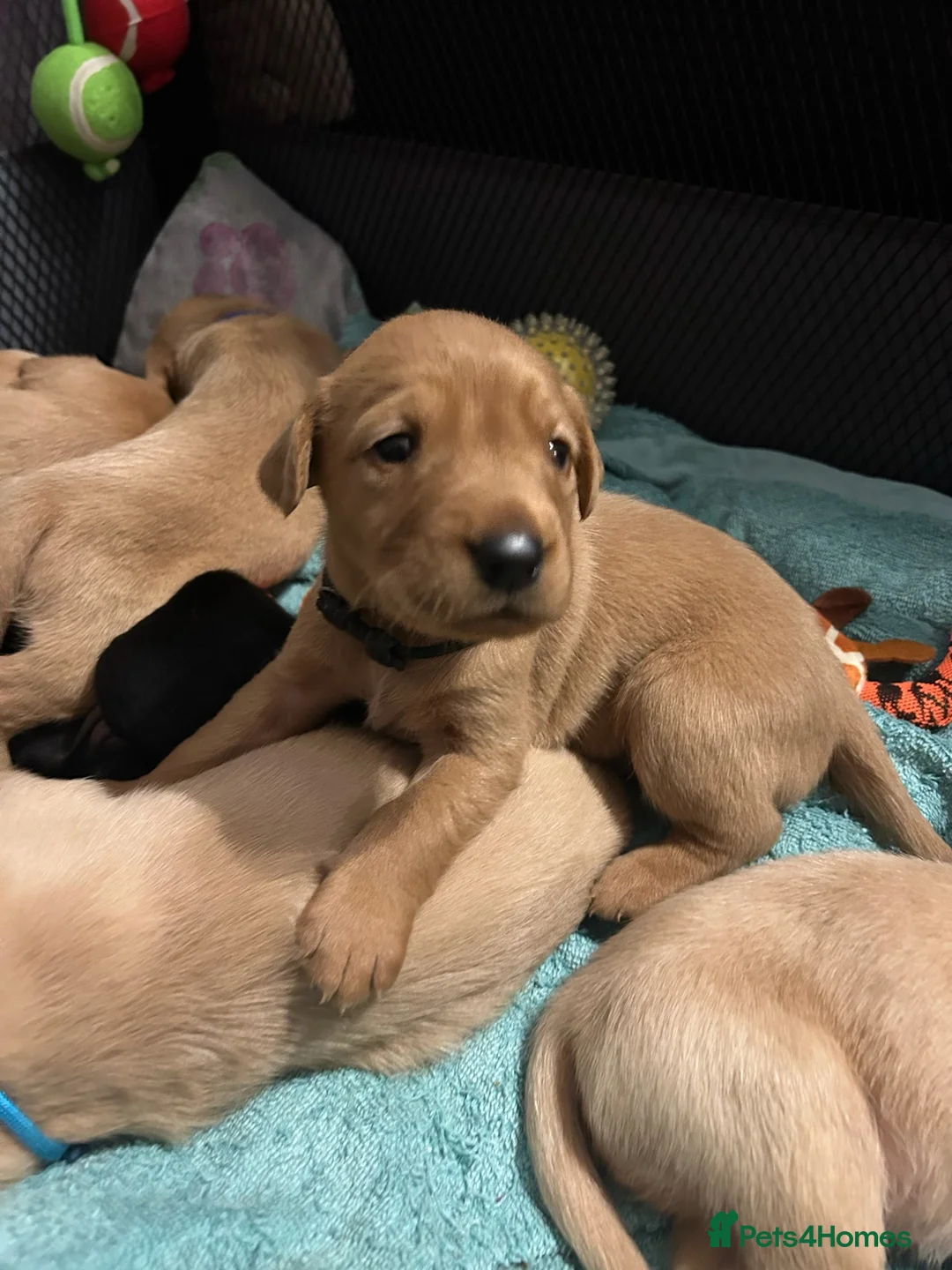 Labrador Retriever dogs for sale: Beautiful Chunky Labrador Puppies  in Alfreton - Advert 10