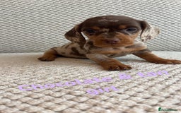 Dachshund dogs for sale: 🌈🌈rainbow litter 🌈🌈 - Image 4