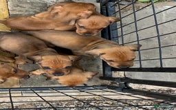 Dobermann dogs for sale: Doberman puppies for sale - Image 10