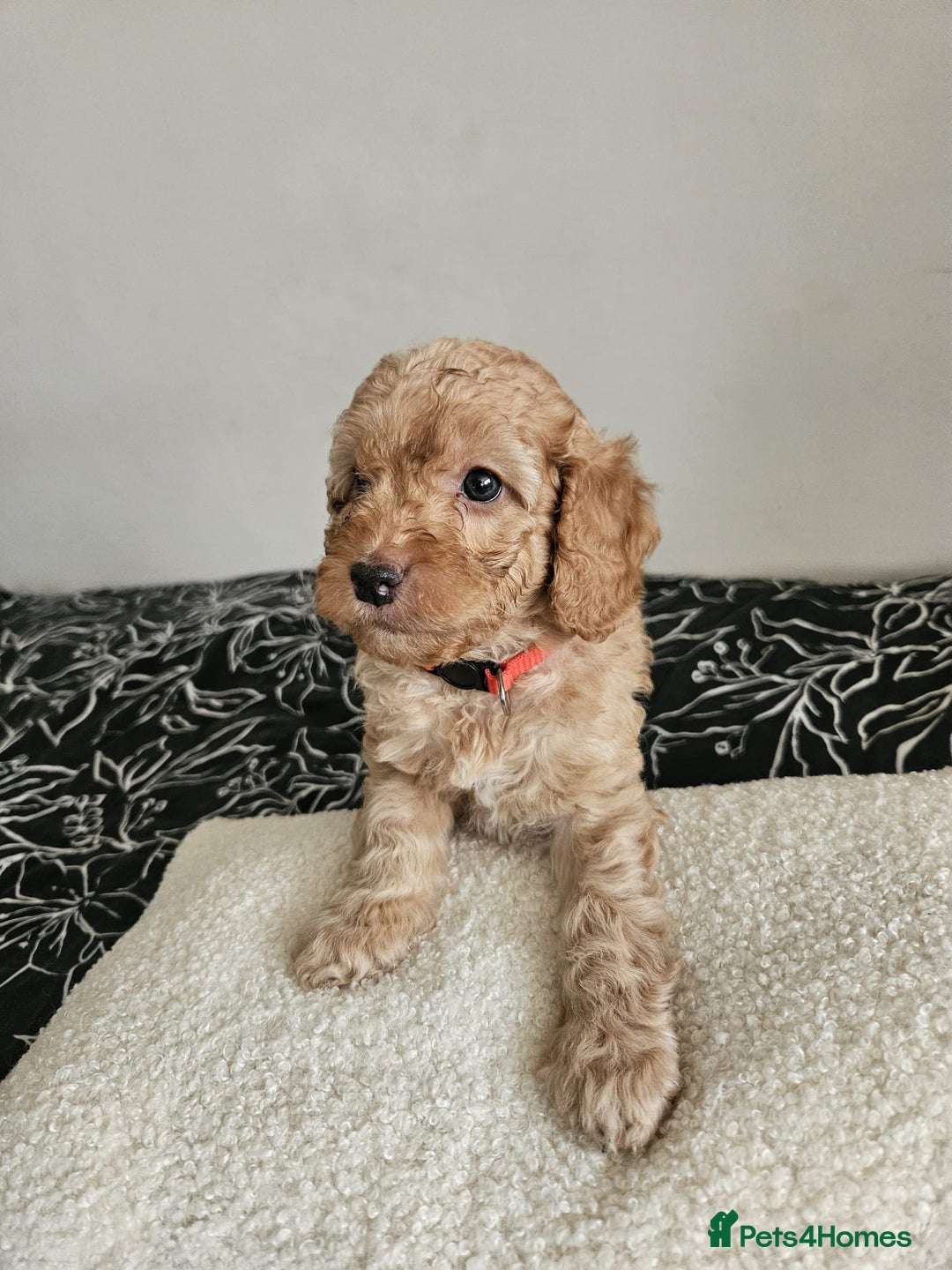 Cockapoo dogs for sale: Gorgeous cockapoo puppies, 2 boys and 2 girls - Advert 9