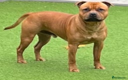 Staffordshire Bull Terrier dogs for sale: Floyd & Sky - Advert 16