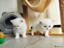 British Shorthair cats - Advert 8