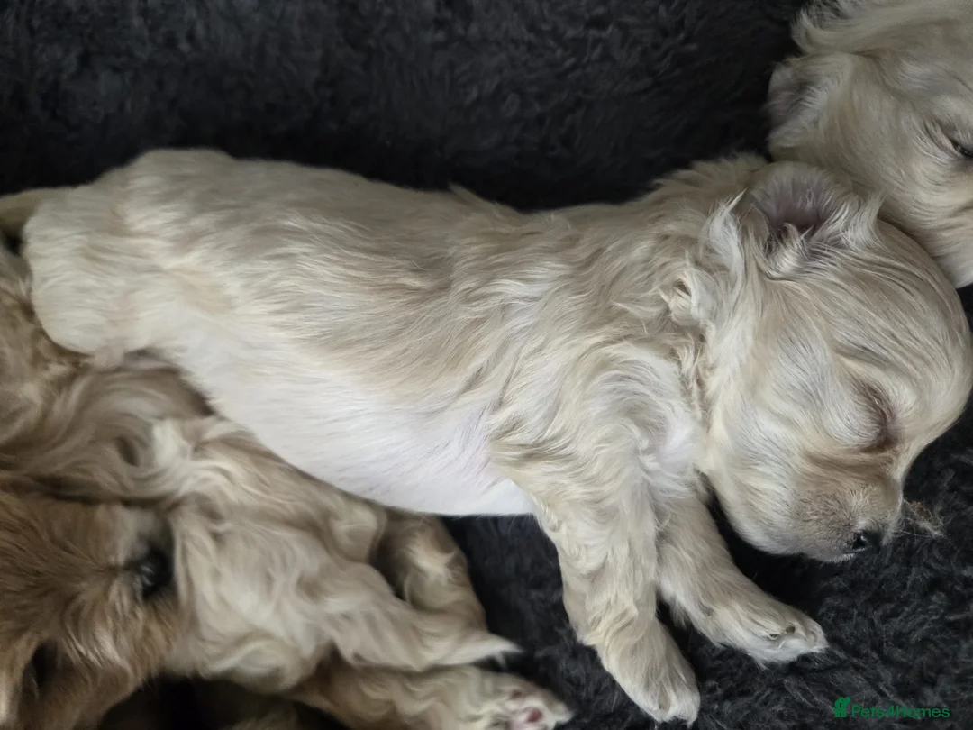 Maltipoo dogs for sale: F1🎀Maltipoo 🎀Luxury rare🎀 KC parents - Advert 31