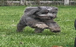 Cockapoo dogs for sale: F1 unique cockerpoo pups  - Image 1