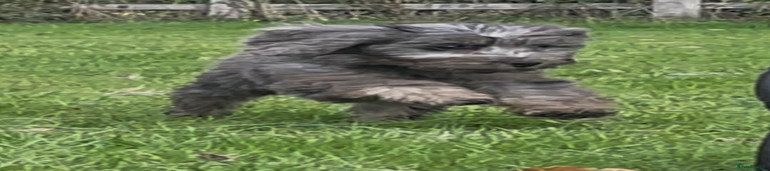 Cockapoo Puppy 3