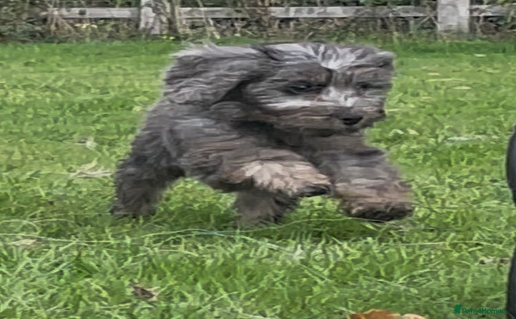 Cockapoo dogs - Advert 1