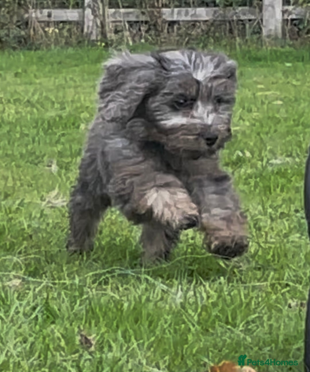 Cockapoo dogs for sale: F1 unique cockerpoo pups  - Image 1