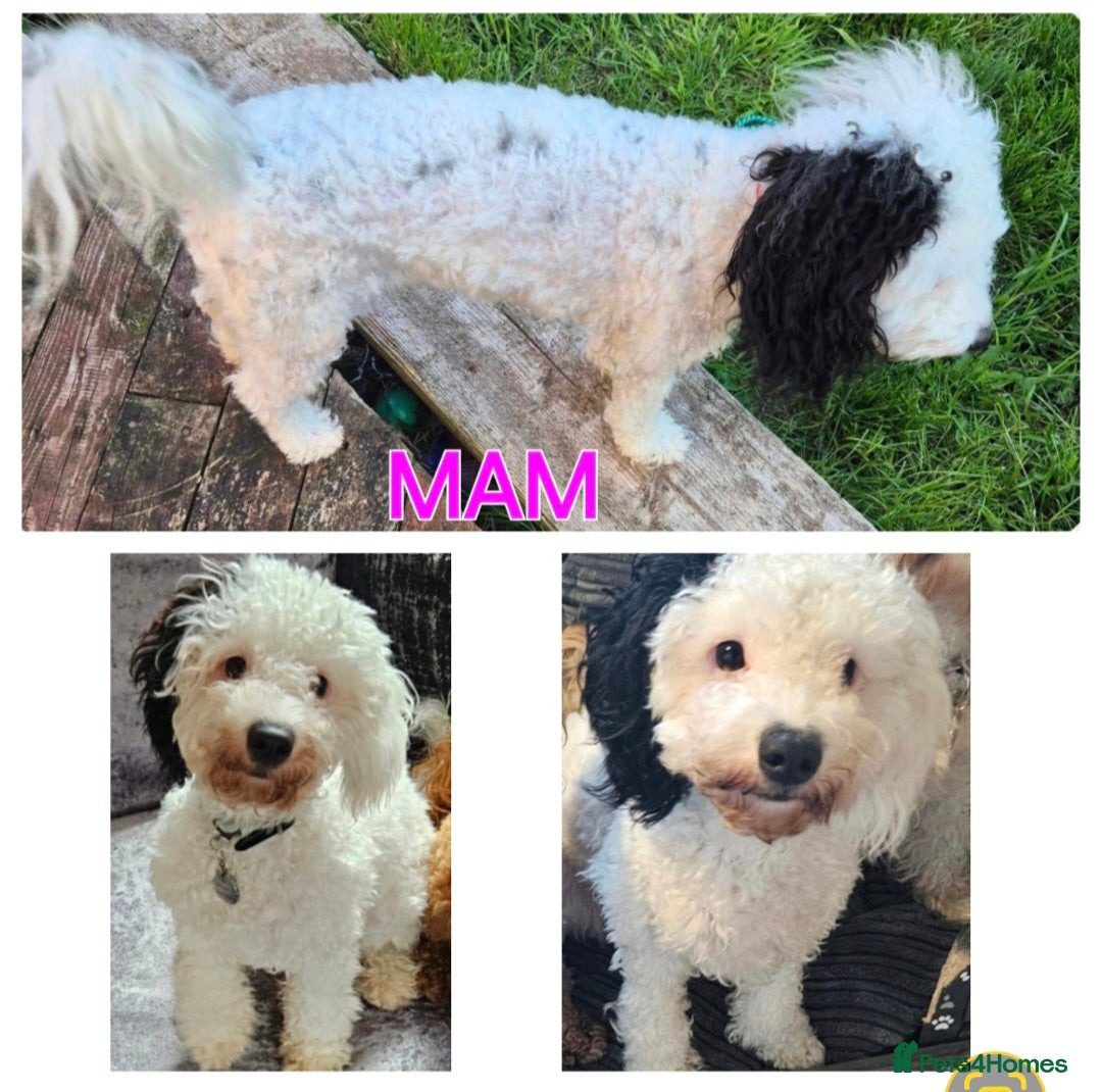 Cavapoo dogs for sale: F1B Cavapoo Puppies 4 boys avialable - Advert 8