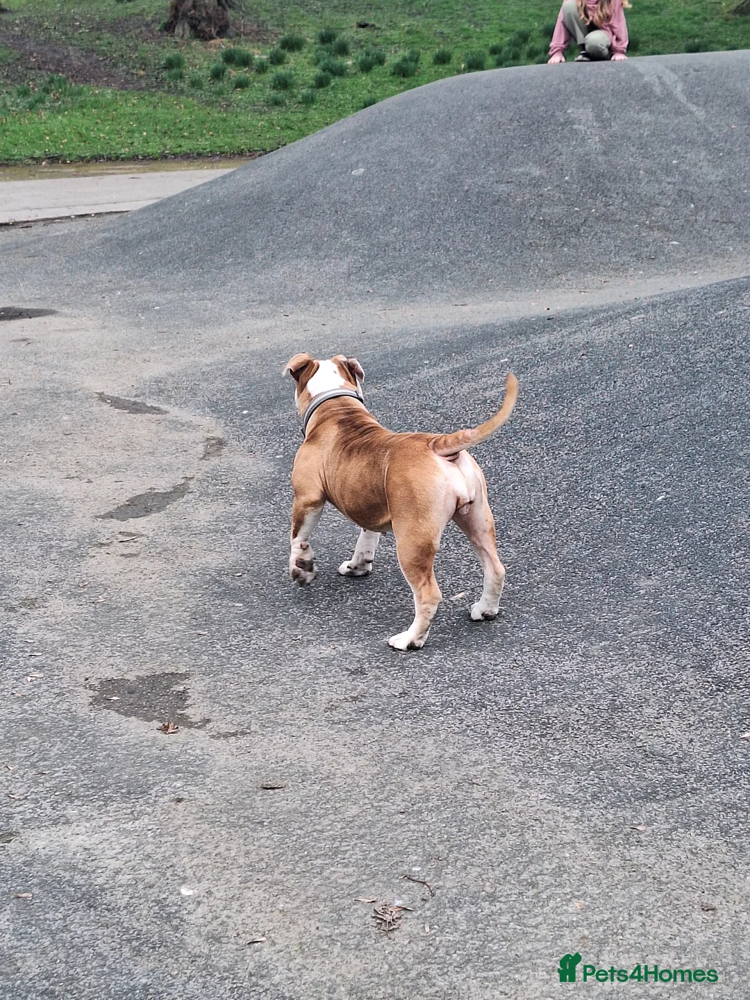 Olde English Bulldogge dogs for sale: Doris the olde English bulldogge  in Keighley - Advert 4