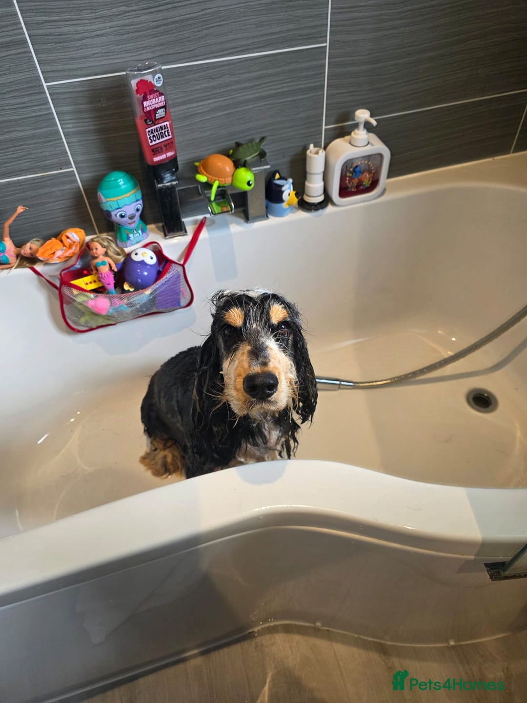 Cocker Spaniel dogs for sale: Kc Show male cocker spainel 10 months - Advert 3