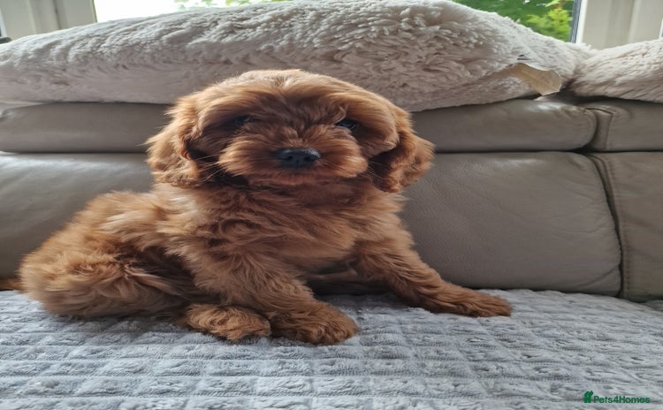 Cavapoo dogs - Advert 15