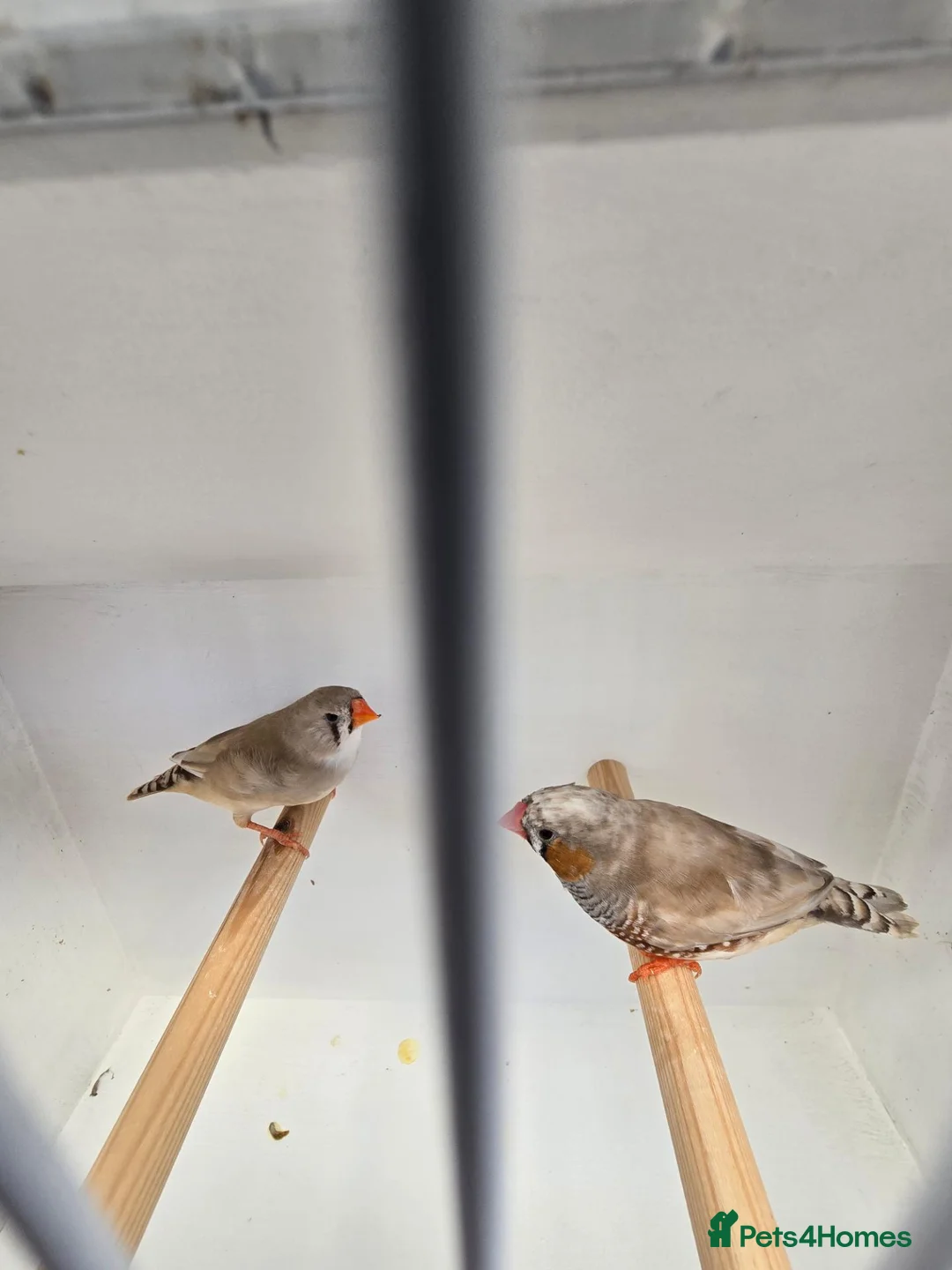 Finches birds for sale: Zebra finches in Cardiff - Advert 2