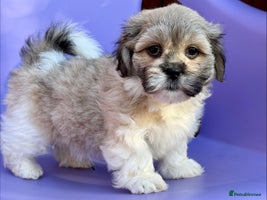 Mixed Breed dogs - Advert 7